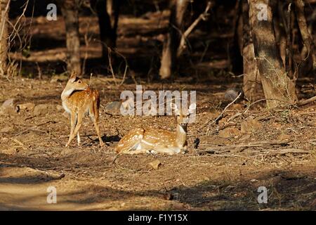 L'Inde, Rajasthan, le parc national de Ranthambore, Tiger réserver de Kabini, Chital ou Cheetal ou Chital, cerf cerf tacheté ou Axis (Axis axis) et Black Drongo (Dicrurus macrocercus) Banque D'Images