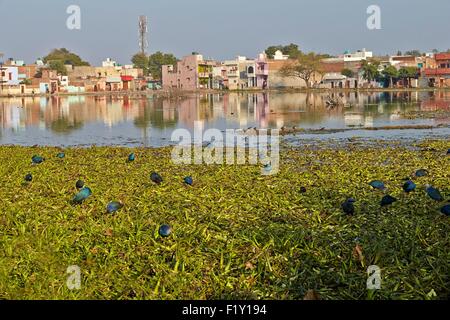 L'Inde, Rajasthan, Bharatpur, talève sultane (Porphyrio porphyrio poliocephalus), l'alimentation près du village Banque D'Images