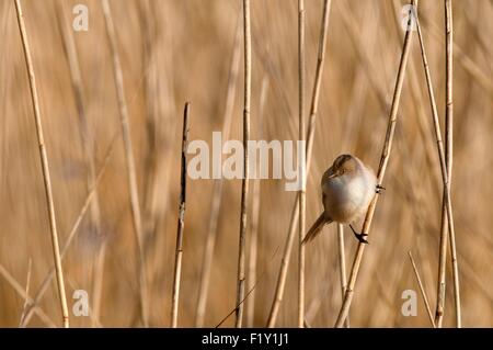 France, Reedling (Panurus biarmicus), Femme Banque D'Images