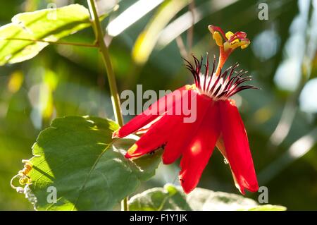 Les feuilles de vigne rouge ou Passiflore fleur de la passion (Passiflora vitifolia) Banque D'Images