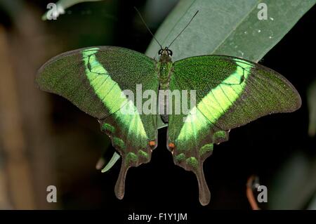 La Thaïlande, Emerald Papilio palinurus) Banque D'Images