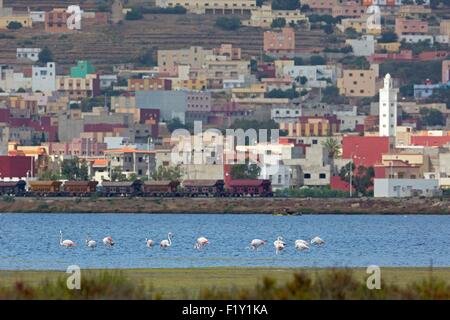 La lagune de Nador, Maroc, Flamant rose (Phoenicopterus roseus) Banque D'Images