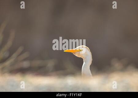 La lagune de Nador, Maroc, Western Cattle Egret (Bubulcus ibis) Banque D'Images