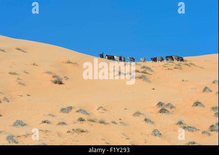 Sultanat d'Oman, gouvernorat de Ash Sharqiyah, chèvres troupeau dans le Wahiba Sands (désert de sable) ou Sharqiya Banque D'Images