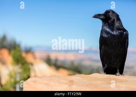 United States, Utah, le Parc National de Bryce Canyon, le grand corbeau (Corvus corax) Banque D'Images