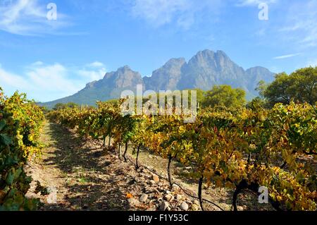 L'Afrique du Sud, Western Cape, sur la route des vins, le Franschhoek, Boschendal Wine Estate Banque D'Images