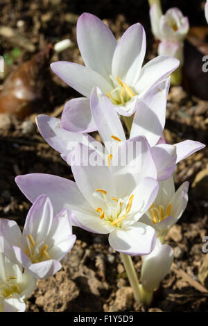 Rose tendre sous forme de l'automne fleurs de safran, Colchicum autumnale meadow Banque D'Images