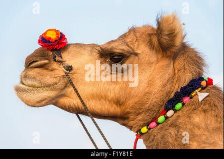 L'Inde, le Rajasthan, état, le bétail Nagaur Nagaur fair est le plus grand salon du genre dans le pays Banque D'Images