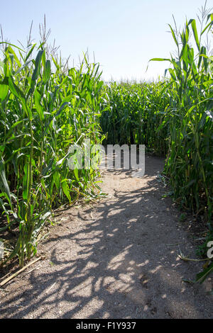 Labyrinthe de maïs. Un sentier à travers un labyrinthe constitué de plantes de maïs maïs Banque D'Images