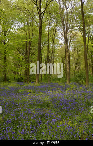 Jacinthes en bois Micheldever dans le Hampshire, Angleterre Banque D'Images