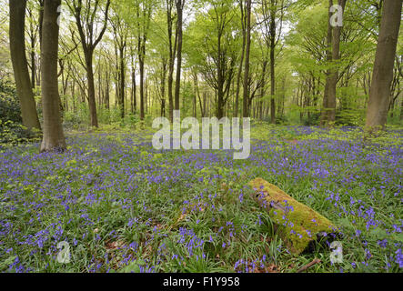 Jacinthes en bois Micheldever dans le Hampshire, Angleterre Banque D'Images