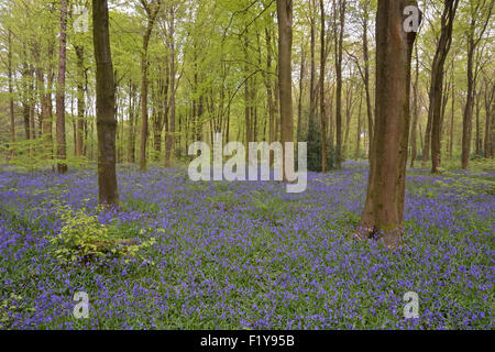 Jacinthes en bois Micheldever dans le Hampshire, Angleterre Banque D'Images