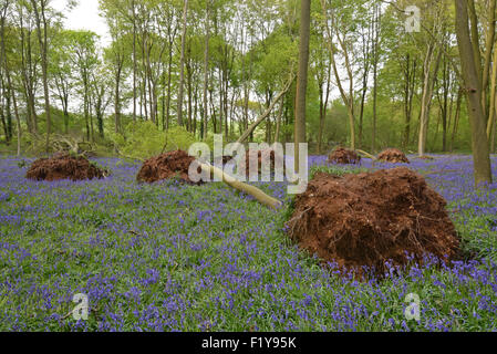 Les hêtres déracinés à la suite de graves tempêtes d'hiver au début de 2014 à bois Micheldever dans le Hampshire, Angleterre Banque D'Images