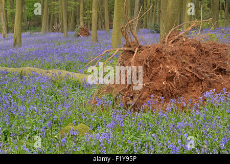 Les hêtres déracinés à la suite de graves tempêtes d'hiver au début de 2014 à bois Micheldever dans le Hampshire, Angleterre Banque D'Images