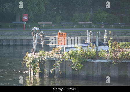 Deux petits goélands assis sur un poteau de clôture sur la Tamise à Kingston-upon-Thames Banque D'Images