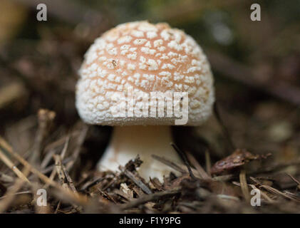 Le champignon Amanita Rubescens Blusher Banque D'Images