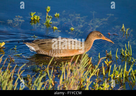 L'état sauvage en voie de disparition et la lumière ultra-secret-aux pieds d'Oiseaux Râle gris Rallus longirostris) levipes à Bolsa Chica wetlands Orange County en Californie Banque D'Images