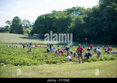 GERMANTOWN, Maryland — les visiteurs cueillent des fraises mûres dans les champs de Butler's Orchard pendant la haute saison des fraises. La ferme familiale, située dans le paysage vallonné du comté de Montgomery, offre une expérience populaire à choisir soi-même dans le cadre de ses attractions agritouristes. Banque D'Images