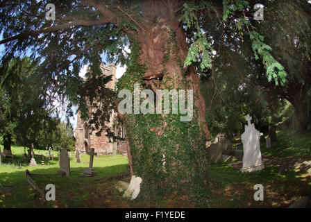 Ancien Anglais if (Taxus baccata) croissant dans un cimetière en Portbury, if avec Tim Hills. Un expert UK Banque D'Images