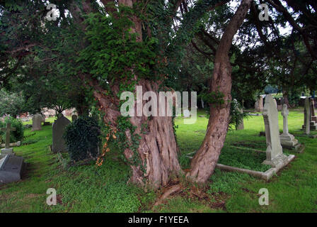 Ancien Anglais if (Taxus baccata) croissant dans un cimetière en Portbury, if avec Tim Hills. Un expert UK Banque D'Images