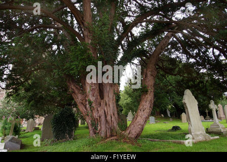 Ancien Anglais if (Taxus baccata) croissant dans un cimetière en Portbury, if avec Tim Hills. Un expert UK Banque D'Images