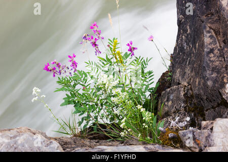 Canada,Whirlpool,Fleurs sauvages Canyon Banque D'Images