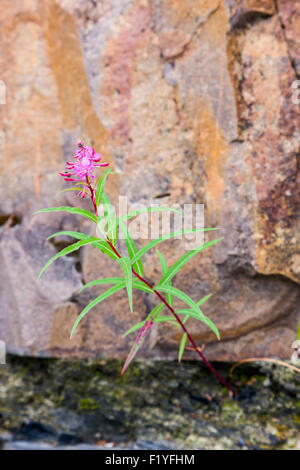 ,Canada,Fleurs,l'Épilobe Canyon Banque D'Images