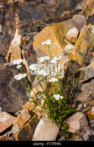 Canada,Whirlpool,Fleurs sauvages Canyon Banque D'Images