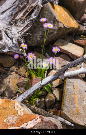 Canada,Whirlpool,Fleurs sauvages Canyon Banque D'Images