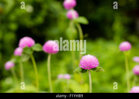 Le Purple Globe Amarante fleur dans le jardin Banque D'Images