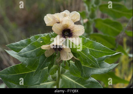 Jusquiame noire (Hyoscyamus niger L.) est une plante toxique sur le Colorado's Liste des mauvaises herbes nuisibles B. Banque D'Images