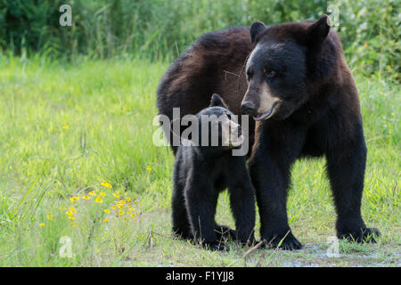 J'ai eu la chance de rencontrer une mère ours noir et deux jeunes Louveteaux dans la forêt en Caroline du Nord. Banque D'Images