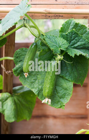 Cucumis sativus. Picolino concombre fruit sur la vigne en serre Banque D'Images