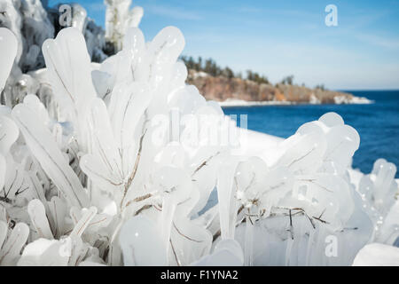 Forêt gelée le long du lac Supérieur dans l'hiver, après une vague de 15 pieds s'est écrasé dans une falaise et l'eau glacée se figea instantanément les plantes Banque D'Images