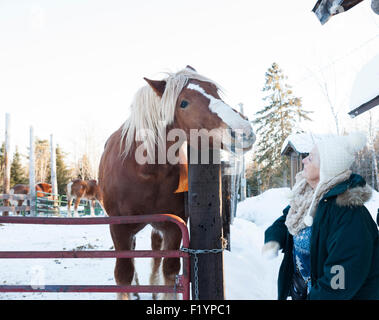 Woman interagit avec un cheval de Belgique derrière une clôture sur une ferme au cours de l'hiver, MN, USA Banque D'Images