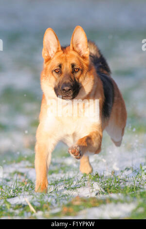 Berger Allemand adultes alsacien exécutant snowy prairie Allemagne Banque D'Images