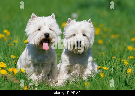 West Highland Terrier Westie Deux adultes assis prairie pissenlit fleurs Allemagne Banque D'Images