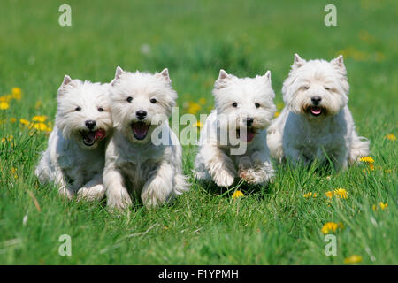 West Highland Terrier, Westie quatre adultes courir sur un pré avec pissenlit fleuri Allemagne Banque D'Images
