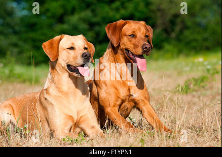 Labrador Retriever Deux adultes pré haletant Allemagne Banque D'Images