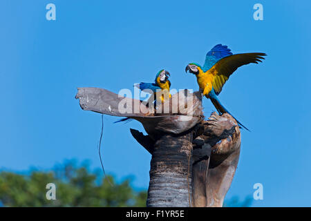 Blue-and-Yellow Macaw Bleu et or Macaw (Ara ararauna) Couple au nid dead palmier Piaui Brésil Etat Banque D'Images