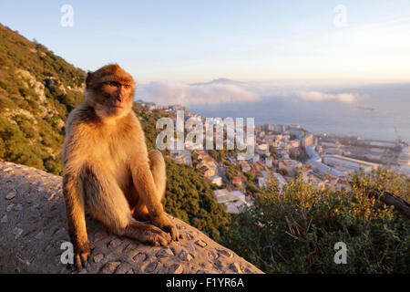 Barbary Ape Barbary Macaque (Macaca sylvanus) assis mur à Gibraltar Banque D'Images