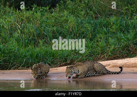 Jaguar (Panthera onca) Couple drinking riverbank Pantanal Brésil Banque D'Images