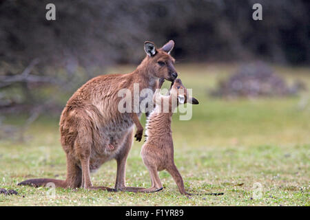 Kangourou gris de l'Ouest (Macropus fuliginosus) Femelle avec Joey. Kangaroo Island, les Flinders Chase National Park, Australie Banque D'Images