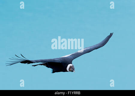 Condor des Andes (Vultur gryphus) vol mâle Argentine Lago Argentino Banque D'Images