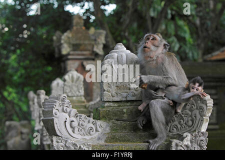 Manger du crabe Macaque (Macaca fascicularis) président de la mère et de l'enfant en pierre de Bali temple Banque D'Images