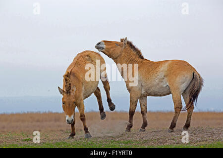 Przewalskis cheval sauvage de Mongolie à cheval (Equus ferus przewalskii) Etalons combats Lac de Neusiedl Autriche Banque D'Images