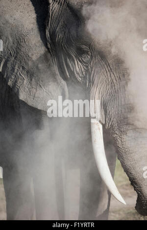 L'éléphant africain (Loxodonta africana) Détail de la tête d'un éléphant qui prend un bain de poussière le Parc national Amboseli au Kenya Banque D'Images