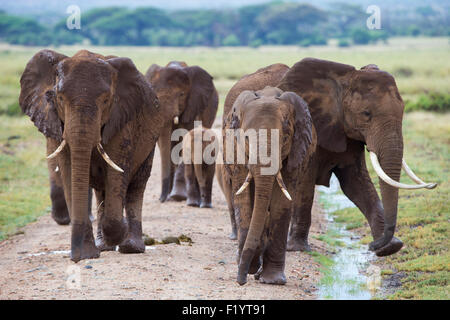 L'éléphant africain (Loxodonta africana) Élevage de poussière marche road Parc national Amboseli au Kenya Banque D'Images