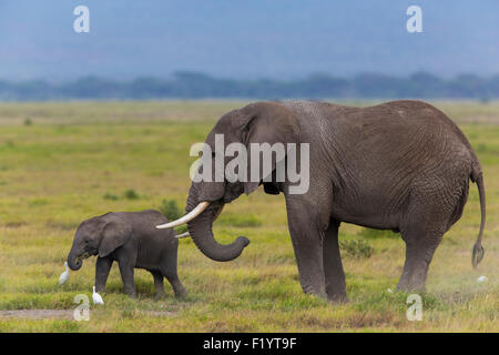 L'éléphant africain (Loxodonta africana) Mère baleineau savannah le Parc national Amboseli au Kenya Banque D'Images