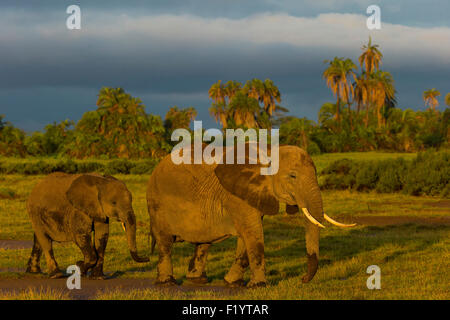 L'éléphant africain (Loxodonta africana) veau vache nourriture au Parc national Amboseli au Kenya Banque D'Images